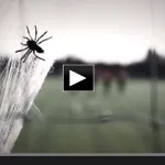 Buon Halloween dalla Juventus: l’allenamento da paura (Video)